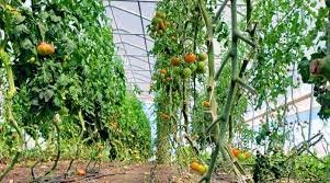 Agricultural technologies contribute to tomato planting in Shouguang, "China's Hometown of Vegetables"