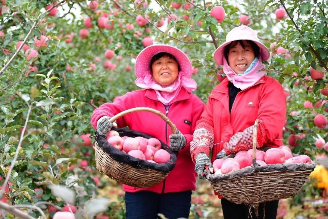 How “small apples” march into “big industry” in Yan’an