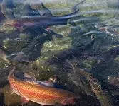 Rs50m trout farming project launched in GB