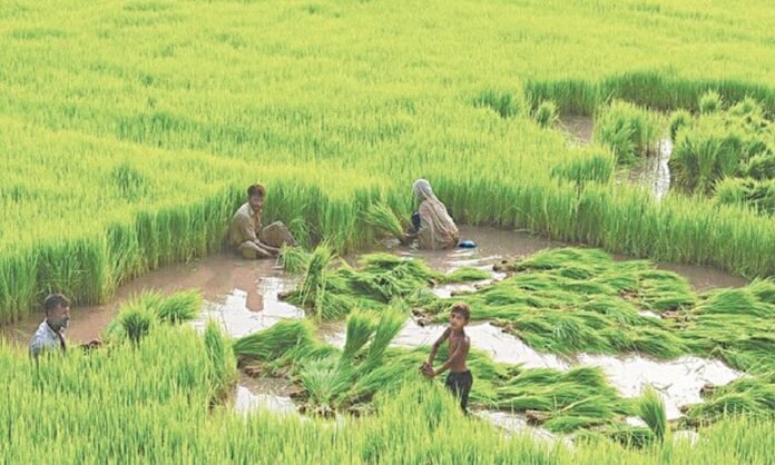 Basmati paddy cultivation gains momentum in Punjab