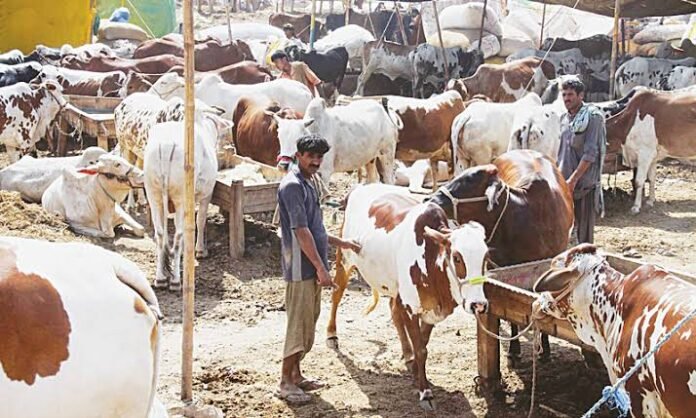 Punjab unveils Rs149.9bn plan to raise livestock exports beyond $4bn