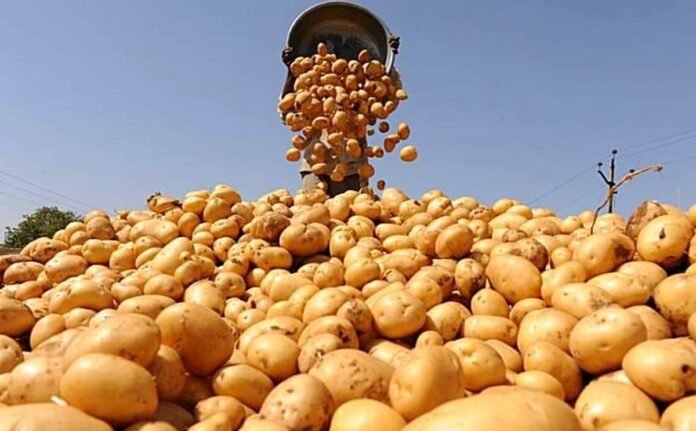 Pakistan develops four potato varieties for fries, chips industry