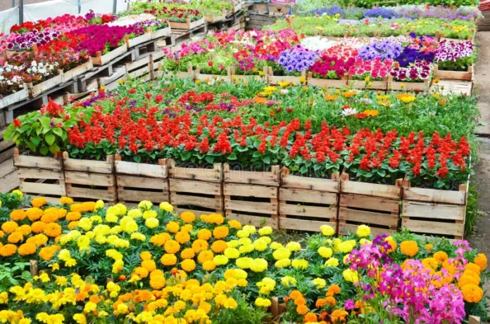 New FoodAg 2027 plan focuses on promoting horticulture nationwide