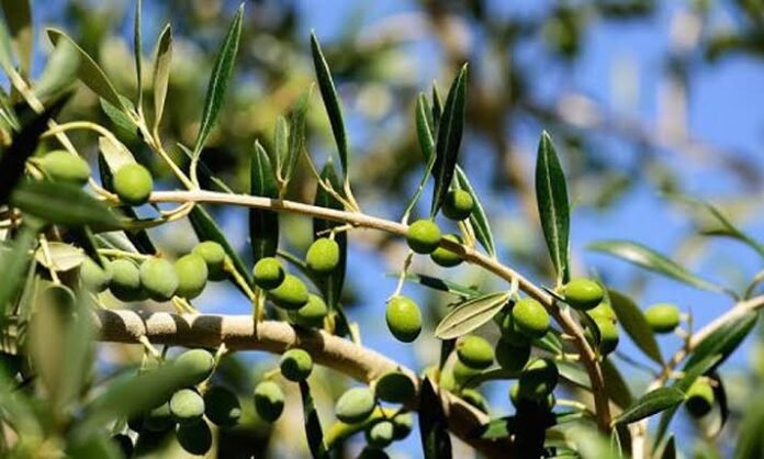 Pakistan advances olive cultivation with 2,700 acres under drip irrigation
